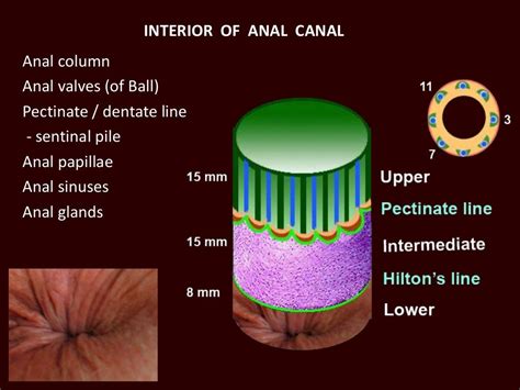 allblackx anal|'AllBlackX anal' Search .